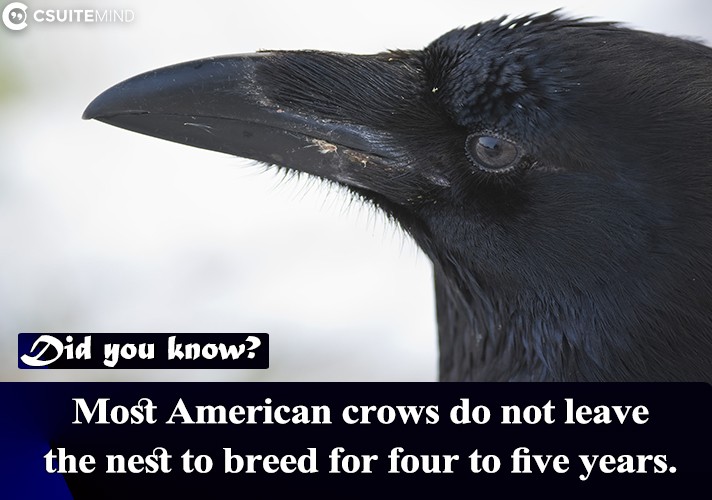  Most American crows do not leave the nest to breed for four to five years.
