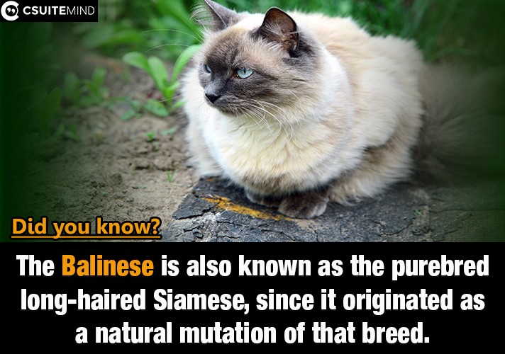 the-balinese-is-also-known-as-the-purebred-long-haired-siamese-since-it-originated-as-a-natural-mutation-of-that-breed