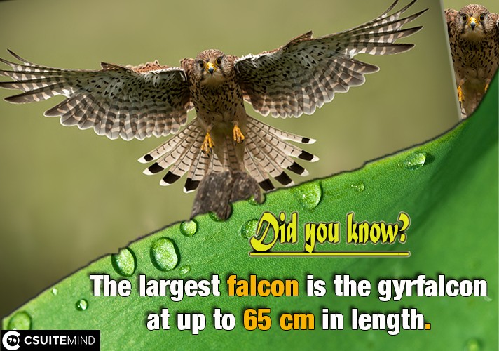 The largest falcon is the gyrfalcon at up to 65 cm in length. 
