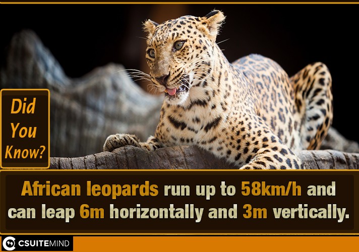 African leopards run up to 58km/h and can leap 6m horizontally and 3m vertically.
