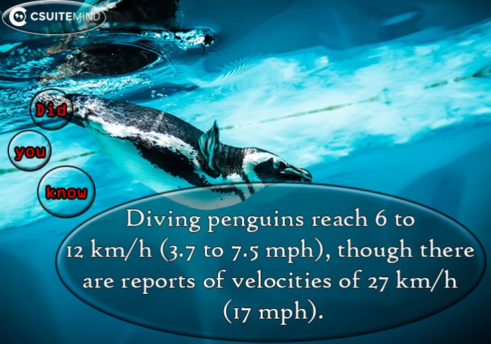 dives-of-the-large-emperor-penguin-have-been-recorded-reaching-a-depth-of-565-m-1854-ft-for-up-to-22-minutes