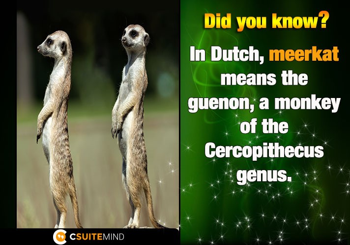 In Dutch, meerkat means the guenon, a monkey of the Cercopithecus genus.
