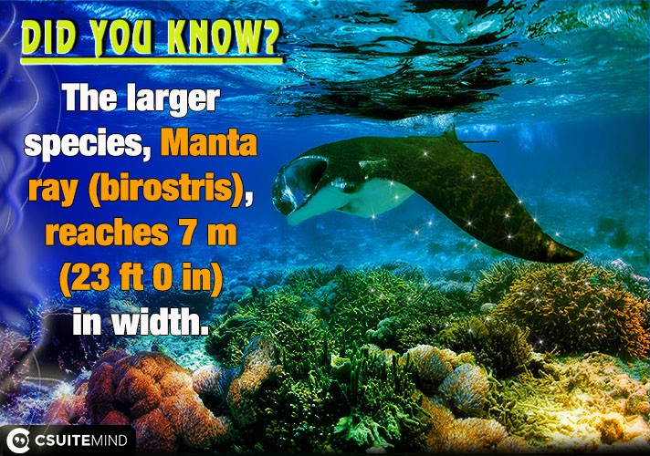 The larger species, Manta ray (birostris), reaches 7 m (23 ft 0 in) in width. 
