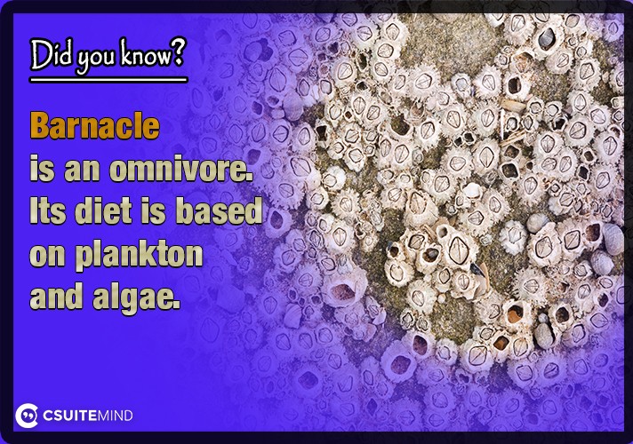 Barnacle is an omnivore. Its diet is based on plankton and algae.
