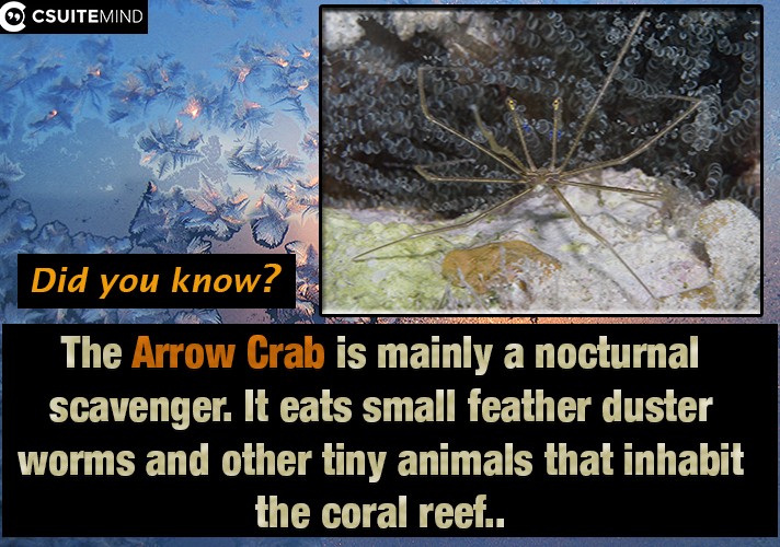  The Arrow Crab is mainly a nocturnal scavenger. It eats small feather duster worms and other tiny animals that inhabit the coral reef..
