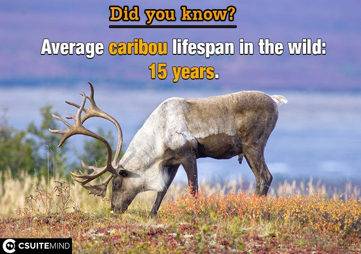 Average caribou lifespan in the wild:15 years.
