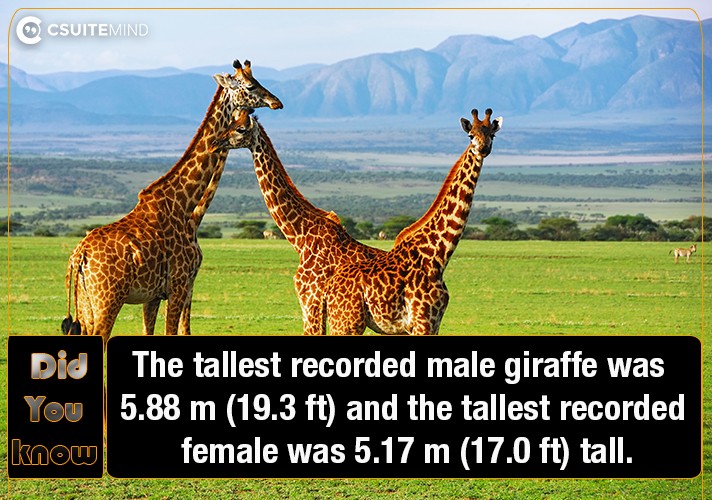 The tallest recorded male  giraffe was 5.88 m (19.3 ft) and the tallest recorded female was 5.17 m (17.0 ft) tall.