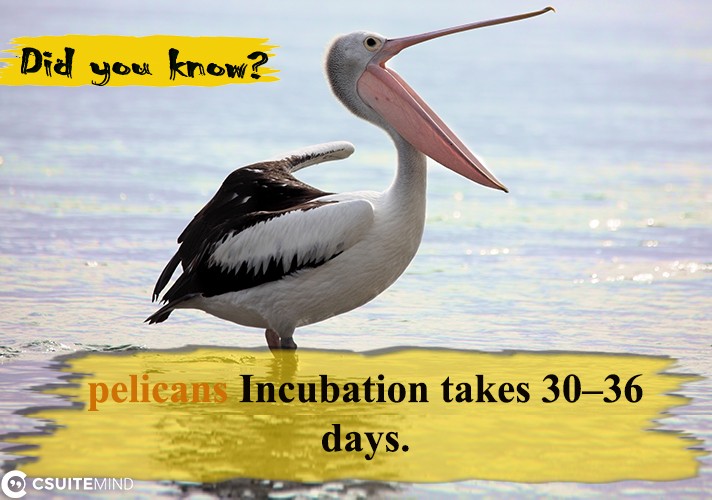 pelicans Incubation takes 30–36 days.
