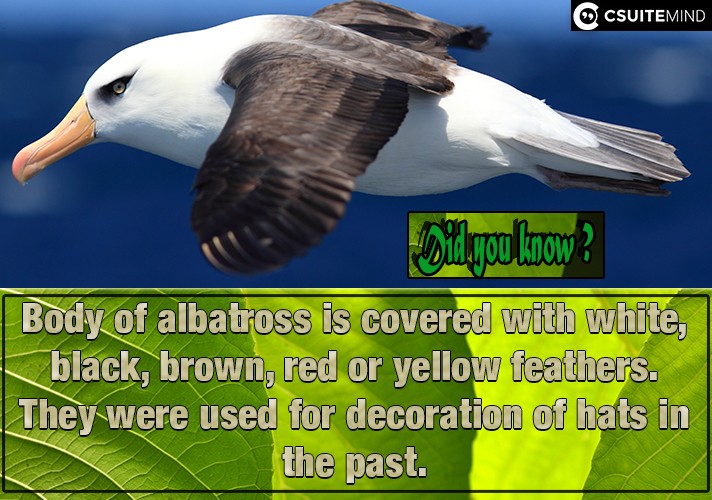 body-of-albatross-is-covered-with-white-black-brown-red-or-yellow-feathers-they-were-used-for-decoration-of-hats-in-the-past