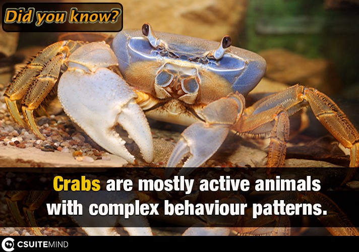 Crabs are mostly active animals with complex behaviour patterns. 
