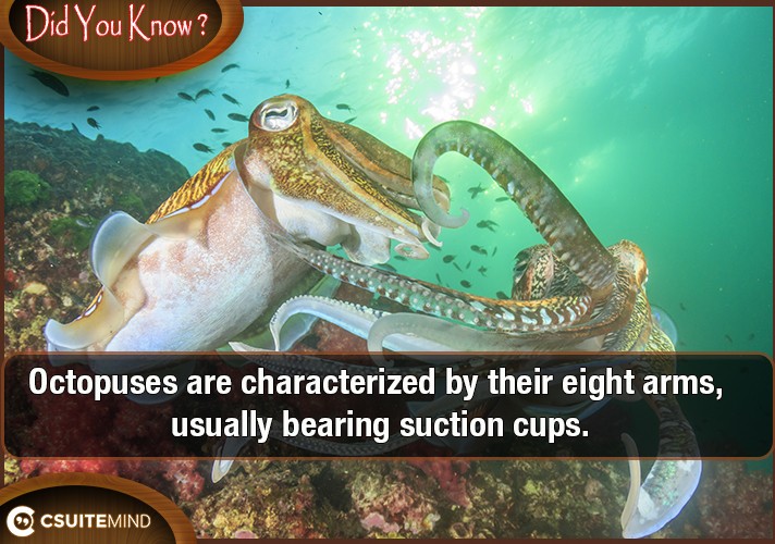 Octopuses are characterized by their eight arms, usually bearing suction cups. 