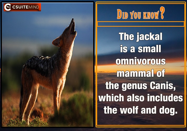 The jackal is a small omnivorous mammal of the genus Canis, which also includes the wolf and dog. 
