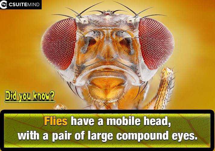 Flies have a mobile head, with a pair of large compound eyes.
