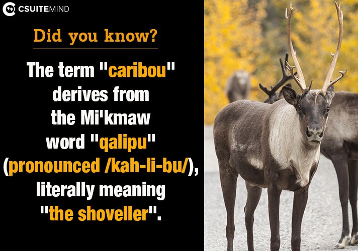 the-term-caribou-derives-from-the-mikmaw-word-qalipu-pronounced-kah-li-bu-literally-meaning-the-shoveller