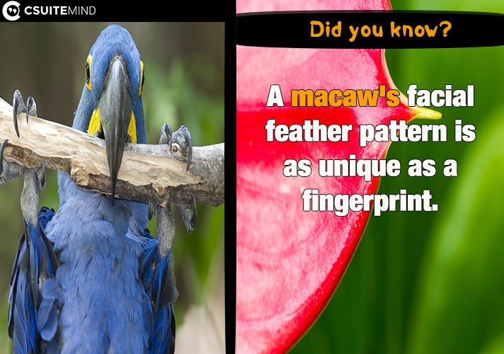  A macaw's facial feather pattern is as unique as a fingerprint.
