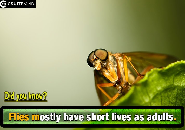 Flies mostly have short lives as adults.
