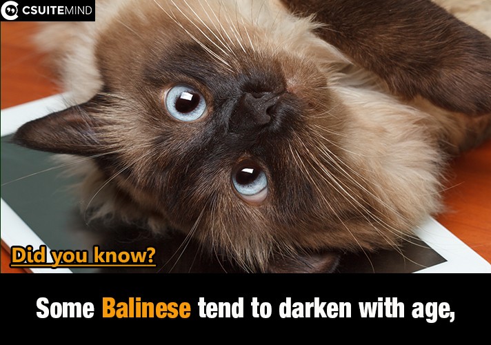   Some  Balinese tend to darken with age, 
