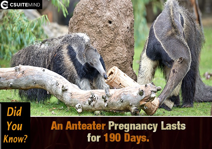 An Anteater Pregnancy Lasts for 190 Days.
