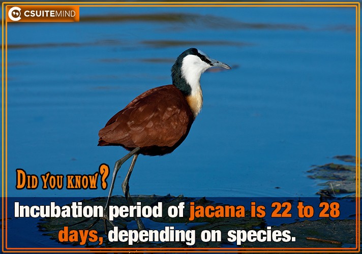 Incubation period of jacana is 22 to 28 days, depending on species. 
