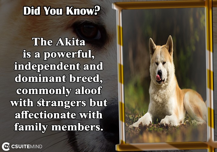 the-akita-is-a-powerful-independent-and-dominant-breed-commonly-aloof-with-strangers-but-affectionate-with-family-members