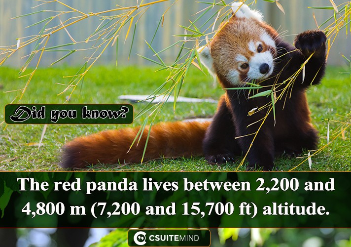 The red panda lives between 2,200 and 4,800 m (7,200 and 15,700 ft) altitude. 
