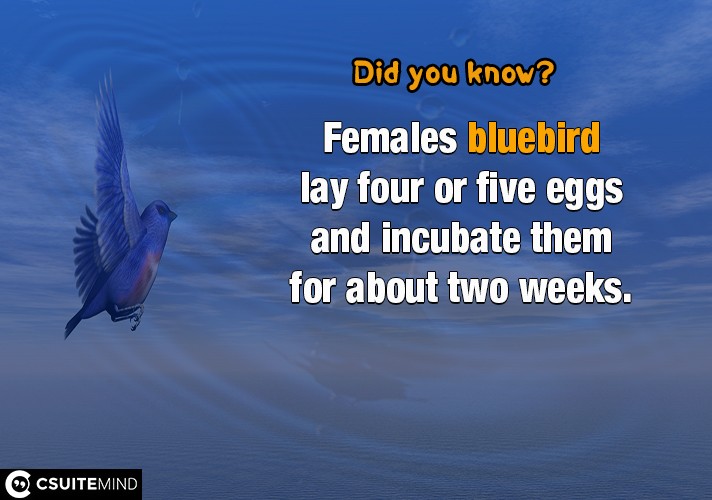 Females bluebird lay four or five eggs and incubate them for about two weeks.
