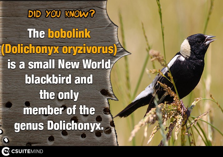 the-bobolink-dolichonyx-oryzivorus-is-a-small-new-world-blackbird-and-the-only-member-of-the-genus-dolichonyx