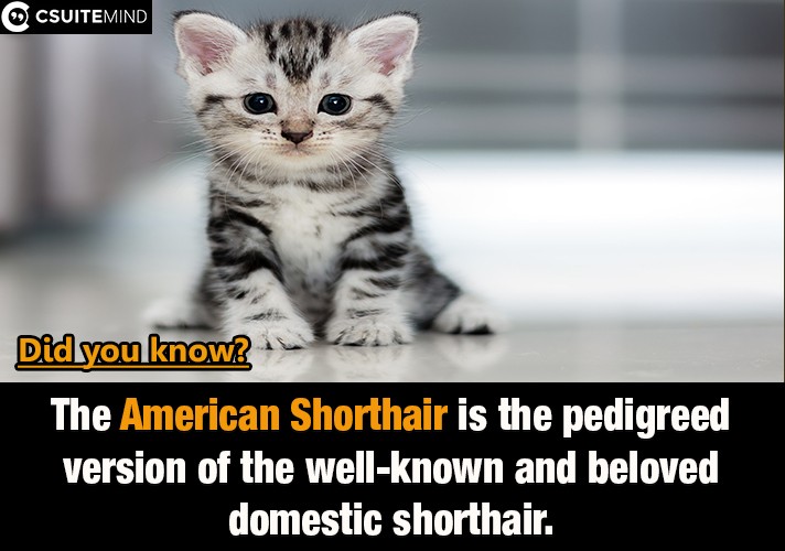 The American Shorthair is the pedigreed version of the well-known and beloved domestic shorthair. 
