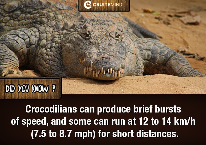 Crocodilians can produce brief bursts of speed, and some can run at 12 to 14 km/h (7.5 to 8.7 mph) for short distances.
