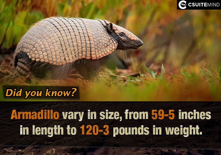Armadillo vary in size, from 5-59 inches in length to 3-120 pounds in weight.
