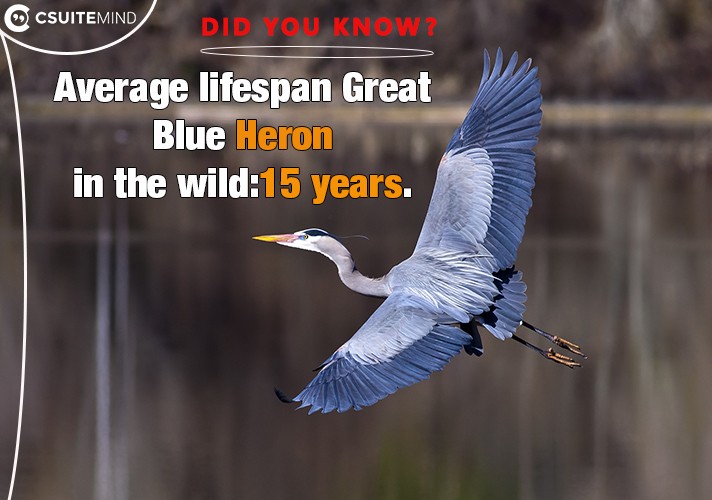 Average lifespan Great Blue Heron in the wild:15 years.
