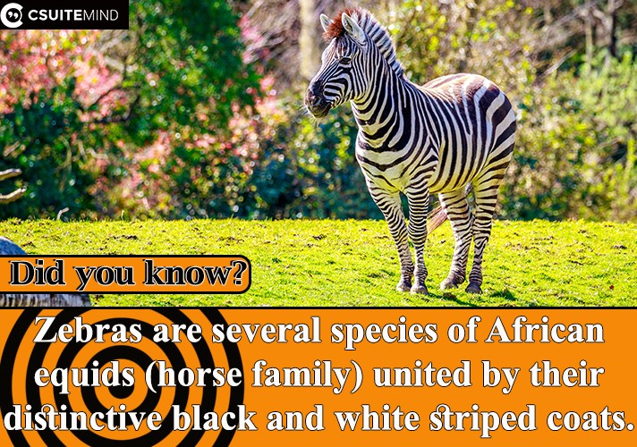Zebras  are several species of African equids (horse family) united by their distinctive black and white striped coats.

