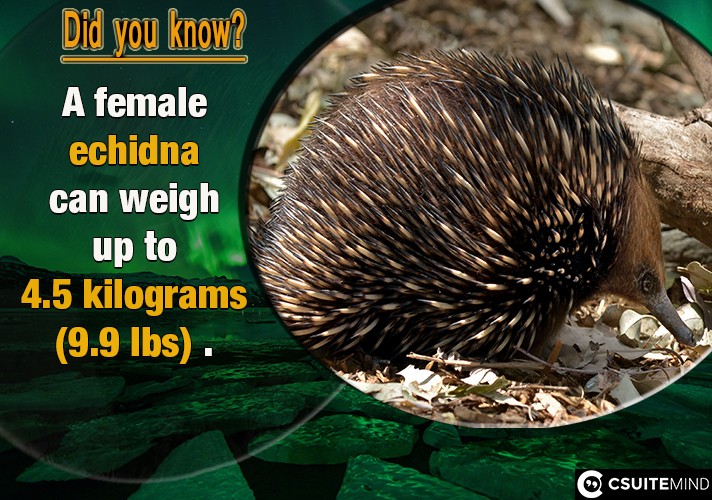  A female echidna can weigh up to 4.5 kilograms (9.9 lbs) .

