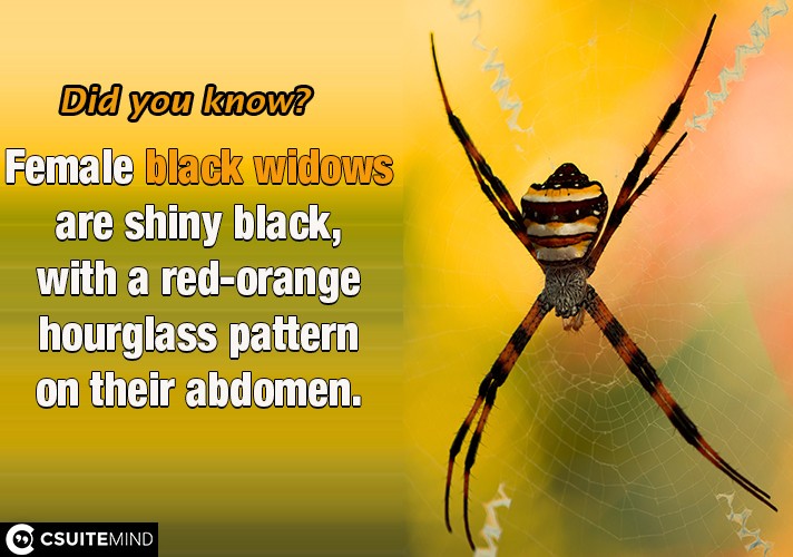 Female black widows are shiny black, with a red-orange hourglass pattern on their abdomen.