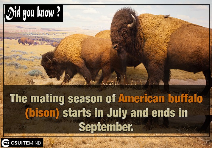 The mating season of  American buffalo (bison) starts in July and ends in September.