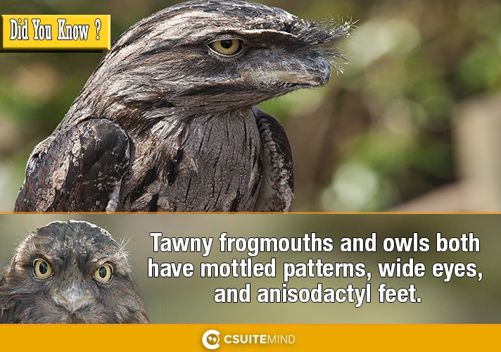 Tawny frogmouths and owls both have mottled patterns, wide eyes, and anisodactyl feet. 