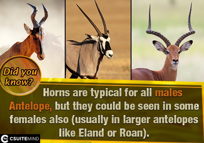 Horns are typical for all males Antelope, but they could be seen in some females also (usually in larger antelopes like Eland or Roan).
