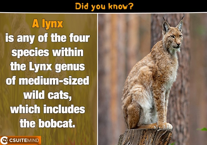 A lynx is any of the four species within the Lynx genus of medium-sized wild cats, which includes the bobcat. 
