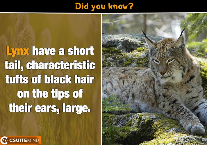 Lynx have a short tail, characteristic tufts of black hair on the tips of their ears, large. 
