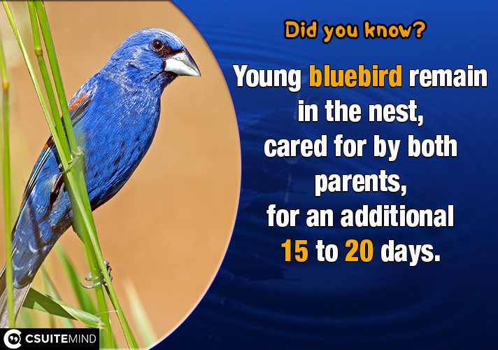 Young bluebird remain in the nest, cared for by both parents, for an additional 15 to 20 days.
