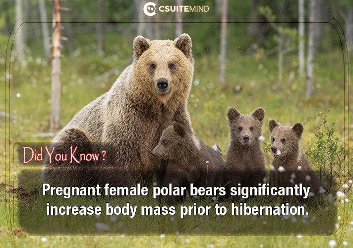 Pregnant female polar bears significantly increase body mass prior to hibernation.