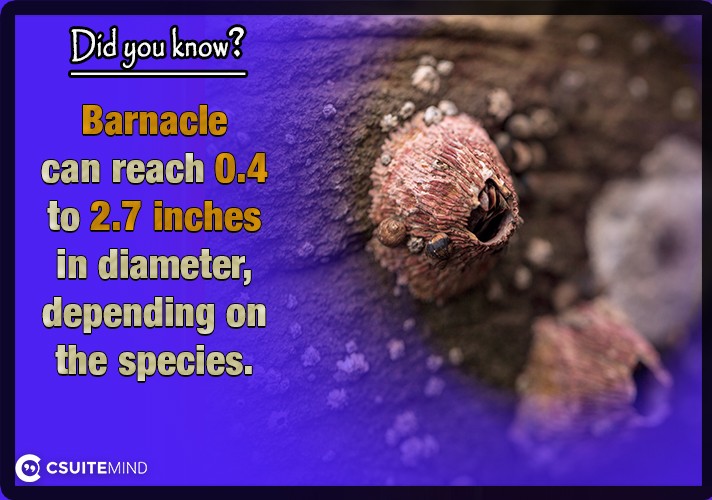 Barnacle can reach 0.4 to 2.7 inches in diameter, depending on the species.
