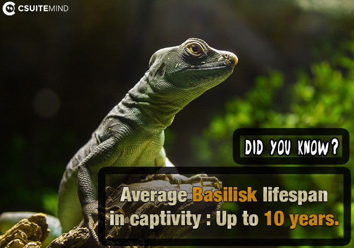 Average Basilisk lifespan in captivity : Up to 10 years.