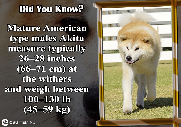 mature-american-type-males-akita-measure-typically-2628-inches-6671-cm-at-the-withers-and-weigh-between-100130-lb-4559-kg