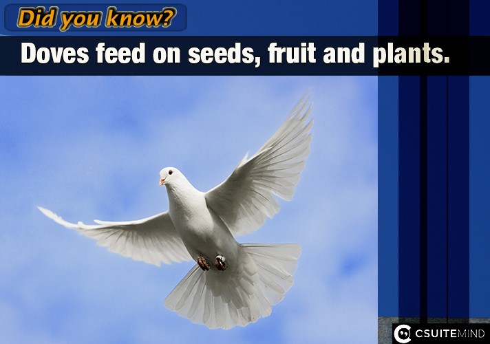 Doves feed on seeds, fruit and plants.
