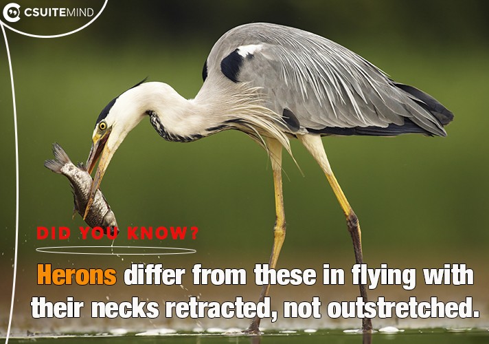 Herons differ from these in flying with their necks retracted, not outstretched.
