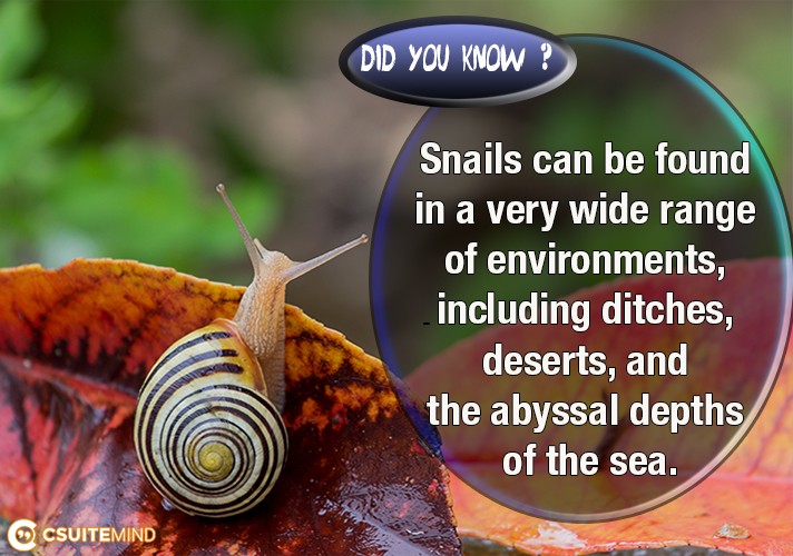 Snails can be found in a very wide range of environments, including ditches, deserts, and the abyssal depths of the sea.