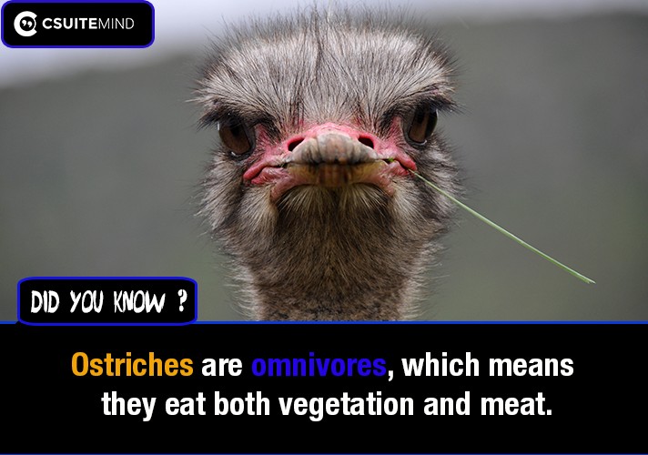 Ostriches are omnivores, which means they eat both vegetation and meat. 