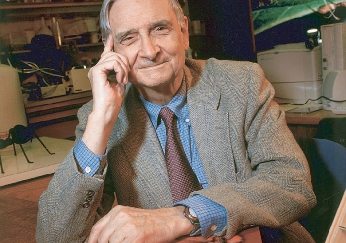 in-1971-e-o-wilson-published-the-book-the-insect-societies-about-the-biology-of-social-insects-like-ants-bees-wasps-and-termites-in-1973-wilson-was-appointed-curator-of-insects-at-the-museum-of-comparative-zoology