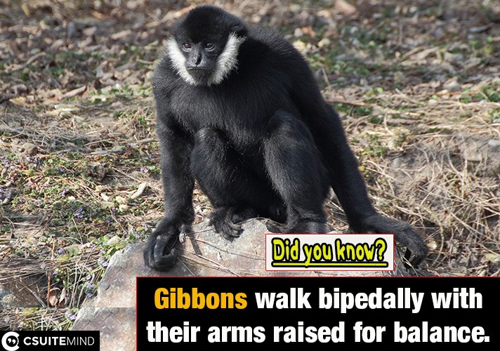 Gibbons walk bipedally with their arms raised for balance.
